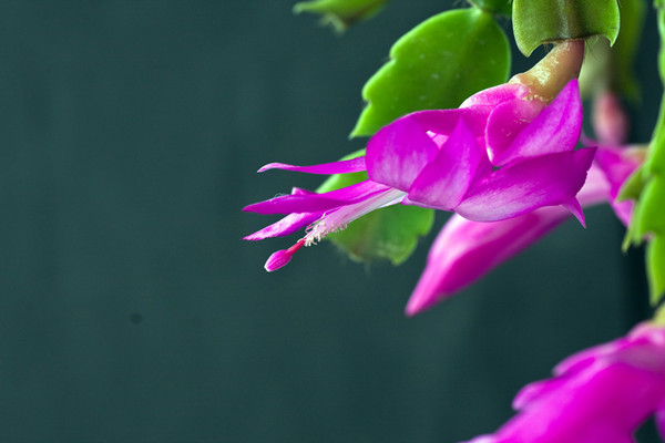 蟹爪蘭落蕾、落苞超全攻略，太全太實用了