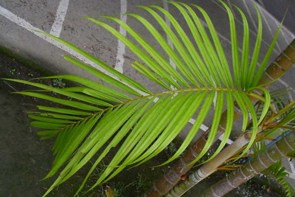 散尾葵葉尖干焦怎么辦