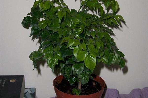 幸福樹(shù)葉子發(fā)黑了怎么辦