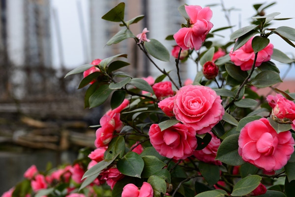 茶花施肥過(guò)多了怎么辦