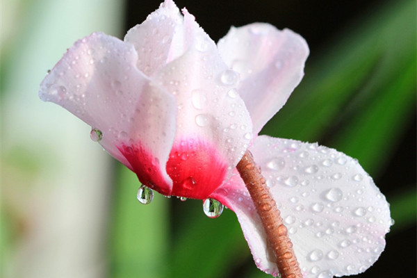 仙客來(lái)花朵倒伏是怎么回事