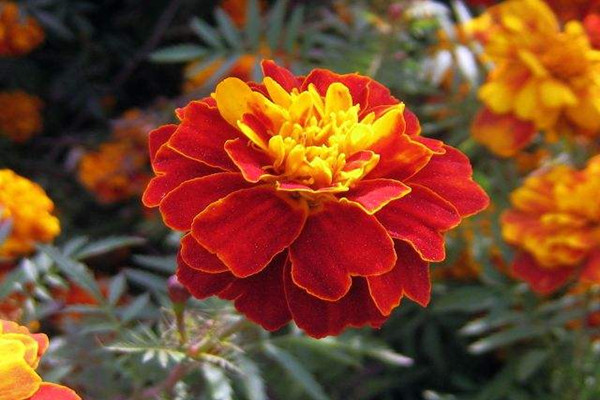 孔雀草的常見病蟲害及其防治