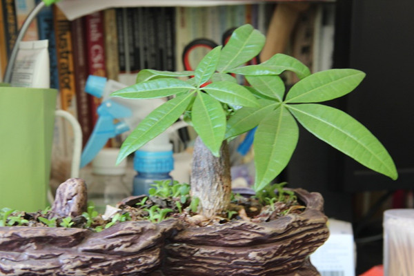 發(fā)財樹葉子下垂怎么辦