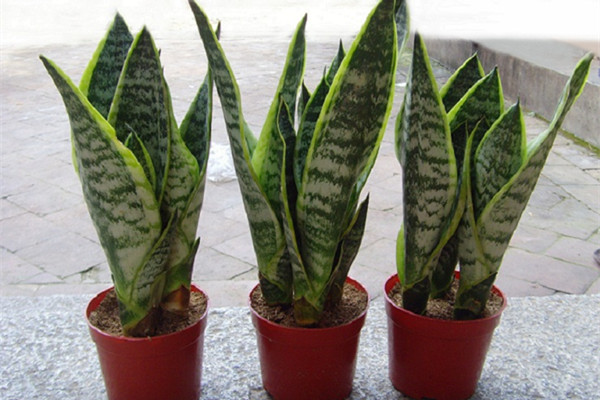 虎皮蘭為什么長(zhǎng)不高