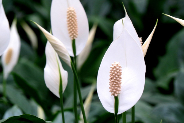 白掌葉子蔫了怎么辦