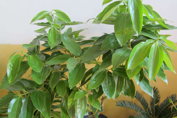 平安樹爛根了怎么辦