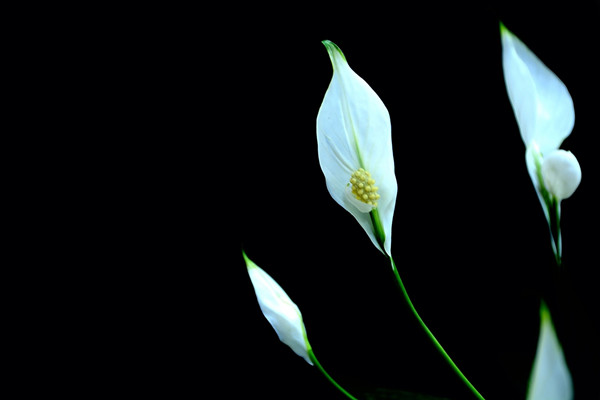 白掌花瓣變黑了怎么辦