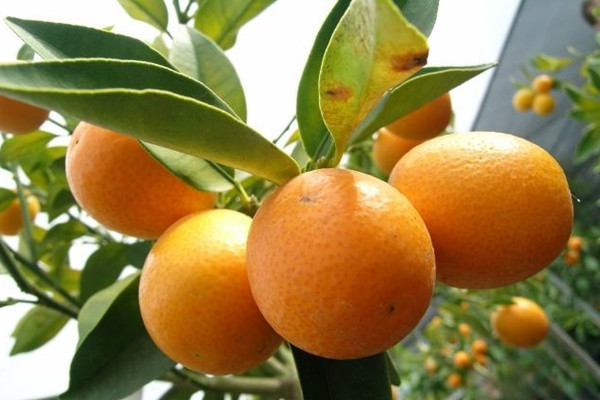 金桔不結(jié)果怎么辦