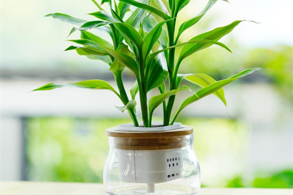 富貴竹葉子發(fā)黃詳解