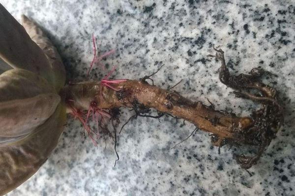 多肉植物的爛葉,爛根