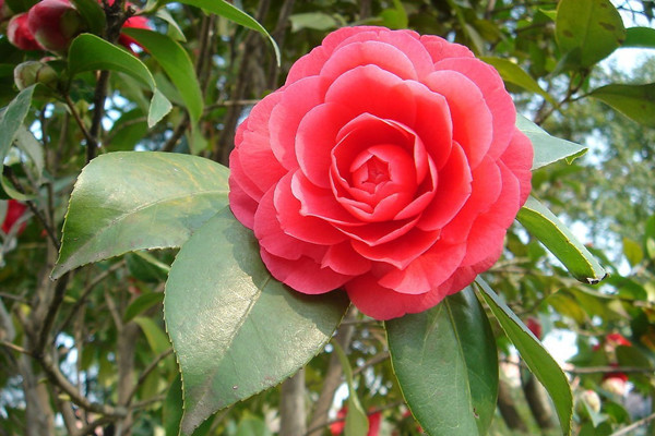 茶花葉子發(fā)黃怎么辦