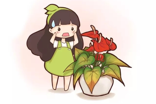 紅掌葉片發(fā)黃長斑，教你一招馬上綠油油