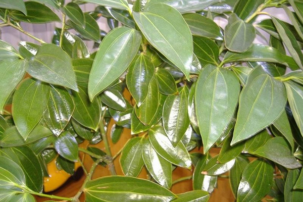 平安樹不長新葉要怎么辦