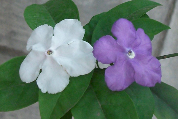 雙色茉莉掉葉子怎么辦