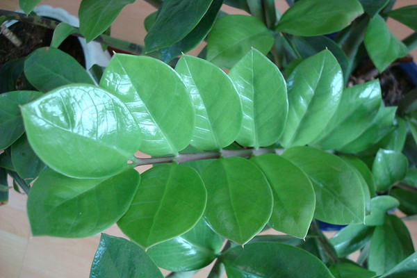 金錢(qián)樹(shù)葉子發(fā)黑怎么辦