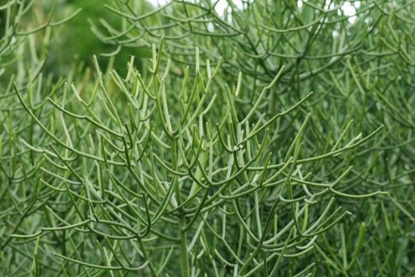 光棍樹(shù)干癟了怎么辦