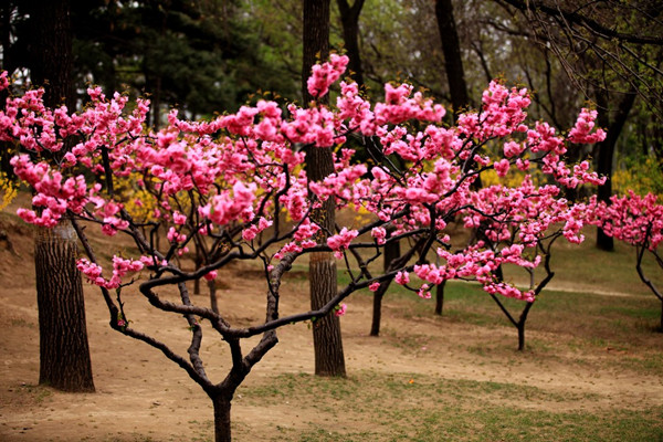榆葉梅葉子焦邊怎么辦
