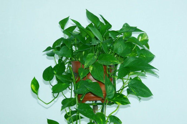 綠蘿長(zhǎng)太長(zhǎng)怎么辦