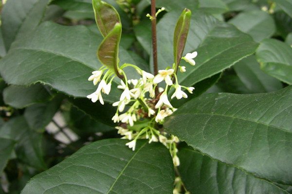 四季桂不開(kāi)花怎么辦