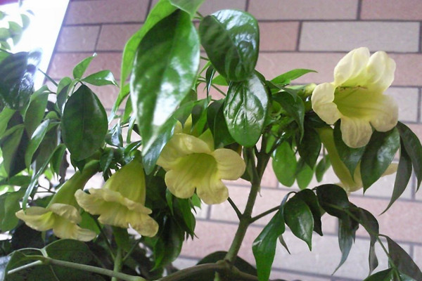 幸福樹葉子發(fā)黃、落葉，教你一個小動作，立馬綠油油!