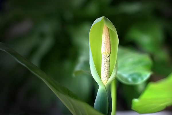水培滴水觀音爛根怎么