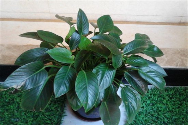 金鉆爛根怎么辦