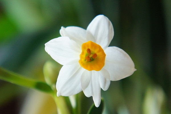 水養(yǎng)水仙花爛根要怎么