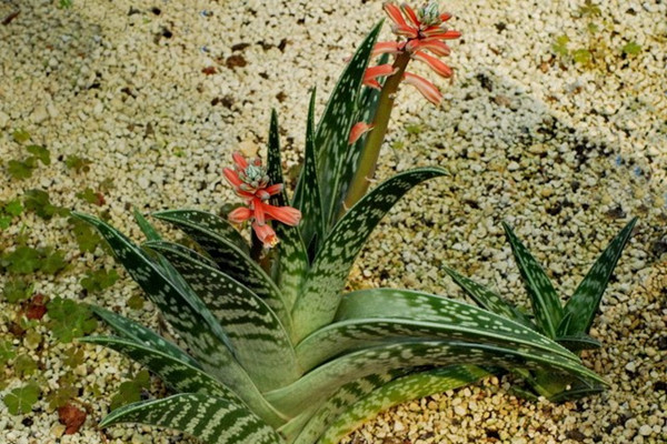 蘆薈葉子變軟怎么辦