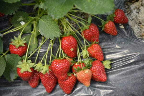 草莓葉子發(fā)黃怎么辦