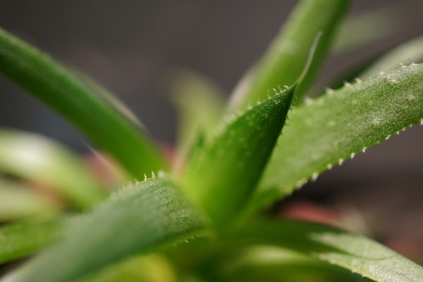 蘆薈水澆多了怎么辦