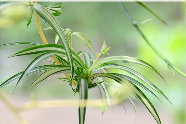 吊蘭長(zhǎng)得慢怎么辦