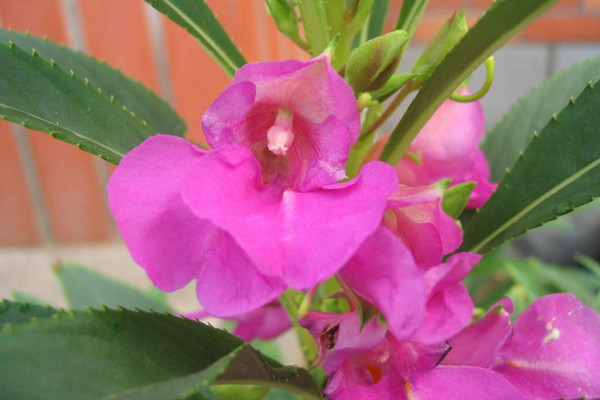 鳳仙花不開(kāi)花怎么辦