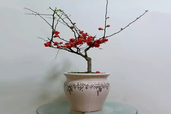 貼梗海棠掉葉子怎么辦