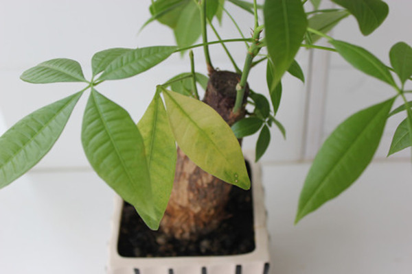 家里的綠蘿爛葉子？你一定沒注意這幾點