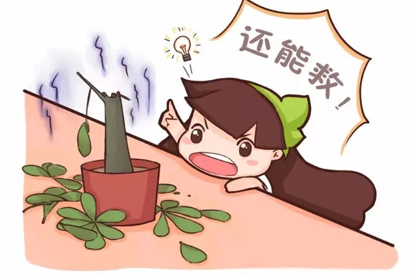 快死的花，被他從光桿養(yǎng)到爆盆，咋做到的