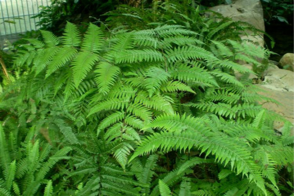 蕨類植物黃葉、爛根怎么辦