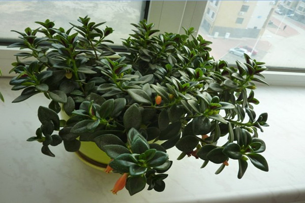 金魚(yú)吊蘭葉子發(fā)黃怎么辦