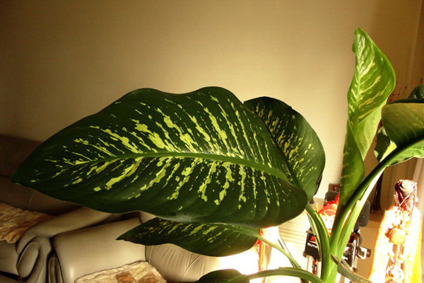 花葉萬(wàn)年青受凍害怎么辦