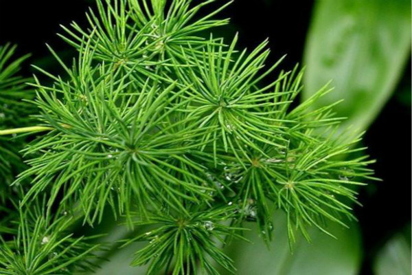 蓬萊松的病蟲(chóng)害及其防治