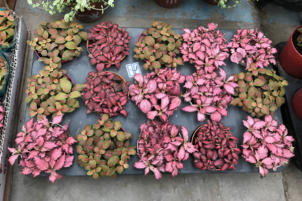 網(wǎng)紋草掉葉子怎么辦