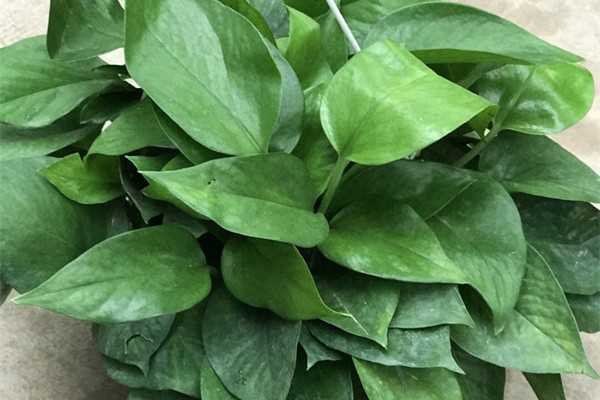 綠蘿葉子全黃了？找準(zhǔn)原因，一次見(jiàn)效