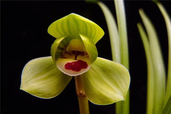 豆瓣蘭種植常見(jiàn)問(wèn)題及解決辦法