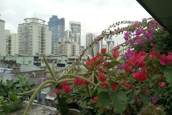 鼠尾掌的病蟲害及其防治 鼠尾掌的病蟲害及其防治