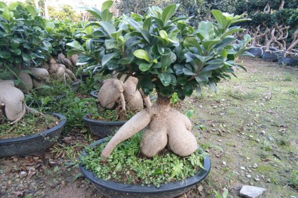 水培人參榕葉子發(fā)黃怎