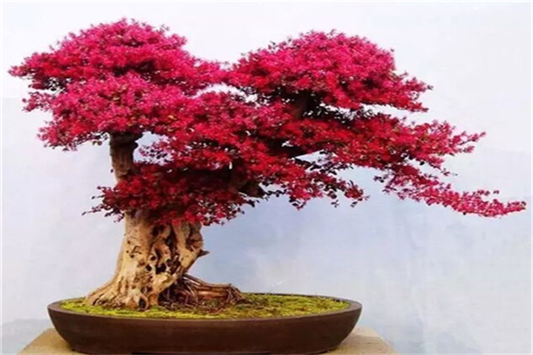 紅花繼木常見蟲害及其