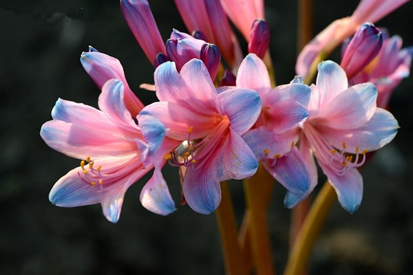 換錦花常見病蟲害及防治方法 換錦花常見病蟲害及防治方法