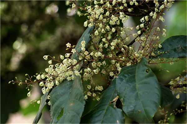 蘋婆的病蟲害及其防治 蘋婆的病蟲害及其防治