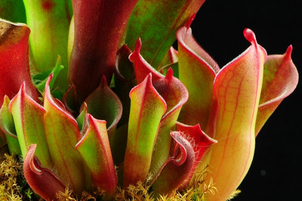 瓶子草常見病蟲害及解決方法 瓶子草常見病蟲害及解決方法