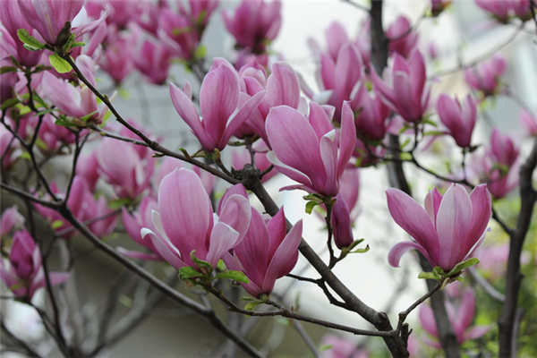 紫玉蘭的病蟲害及其防