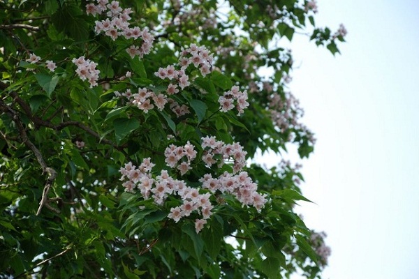 楸樹的常見病害及其防治 楸樹的常見病害及其防治